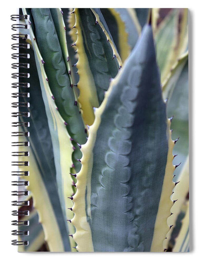 Desert Botanical Garden Spiral Notebook featuring the photograph Agave Plant Abstract by David T Wilkinson