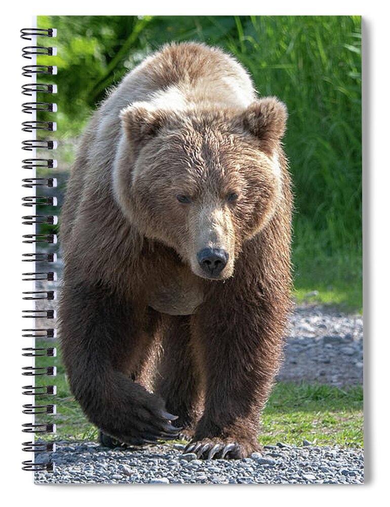 Bear Spiral Notebook featuring the photograph Alaskan Brown Bear walking towards you by Mark Hunter