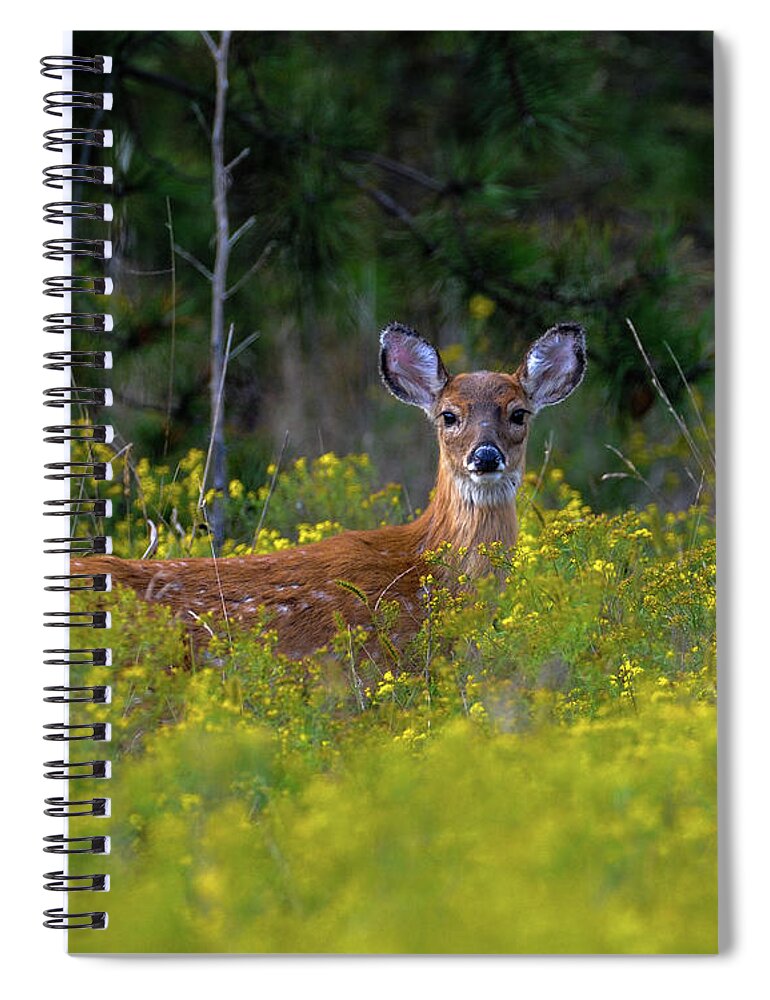 Wildlife Spiral Notebook featuring the photograph Alert Fawn by Cathy Kovarik