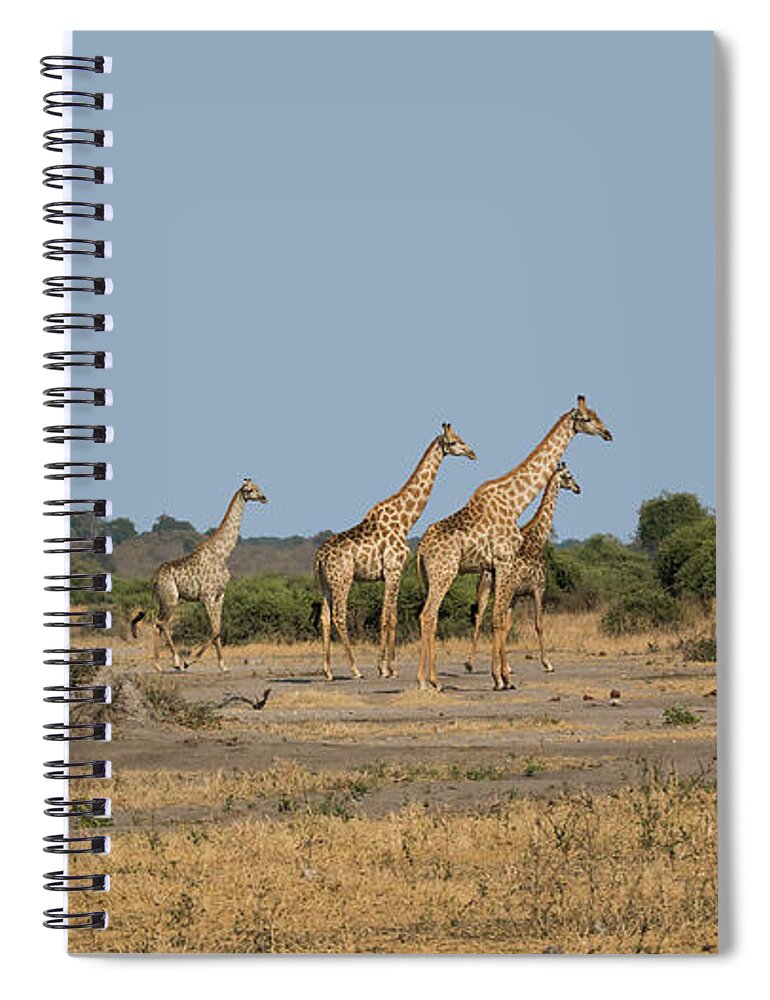 Giraffe Spiral Notebook featuring the photograph Alerted Giraffes by Claudio Maioli