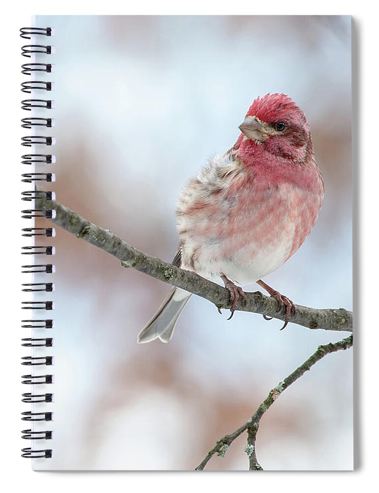 Purple Finch Spiral Notebook featuring the photograph All Fluffed Up and Nowhere to Go by Lara Ellis