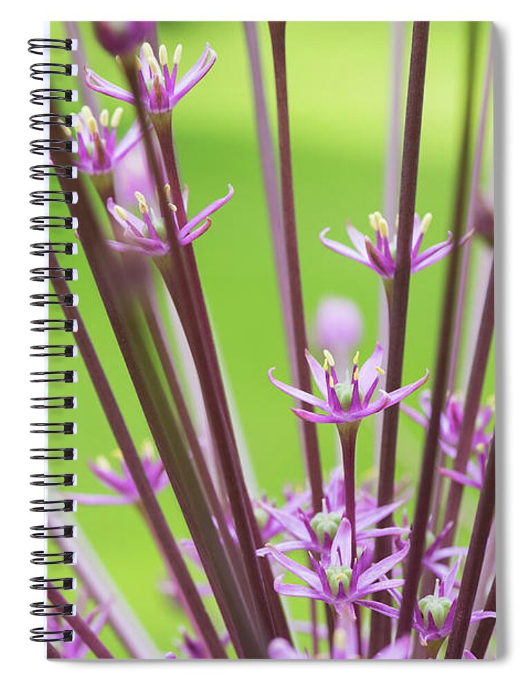 Allium Schubertii Spiral Notebook featuring the photograph Allium Schubertii Flowering by Tim Gainey