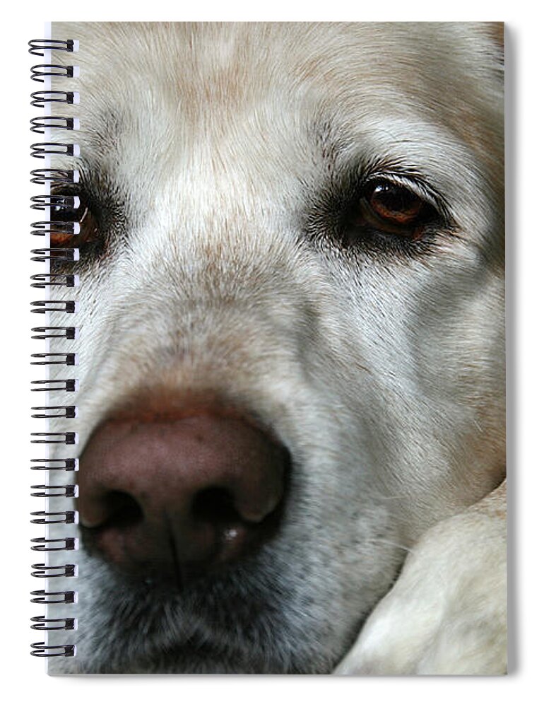 Yellow Lab Spiral Notebook featuring the photograph Almost Sleeping by David Pratt