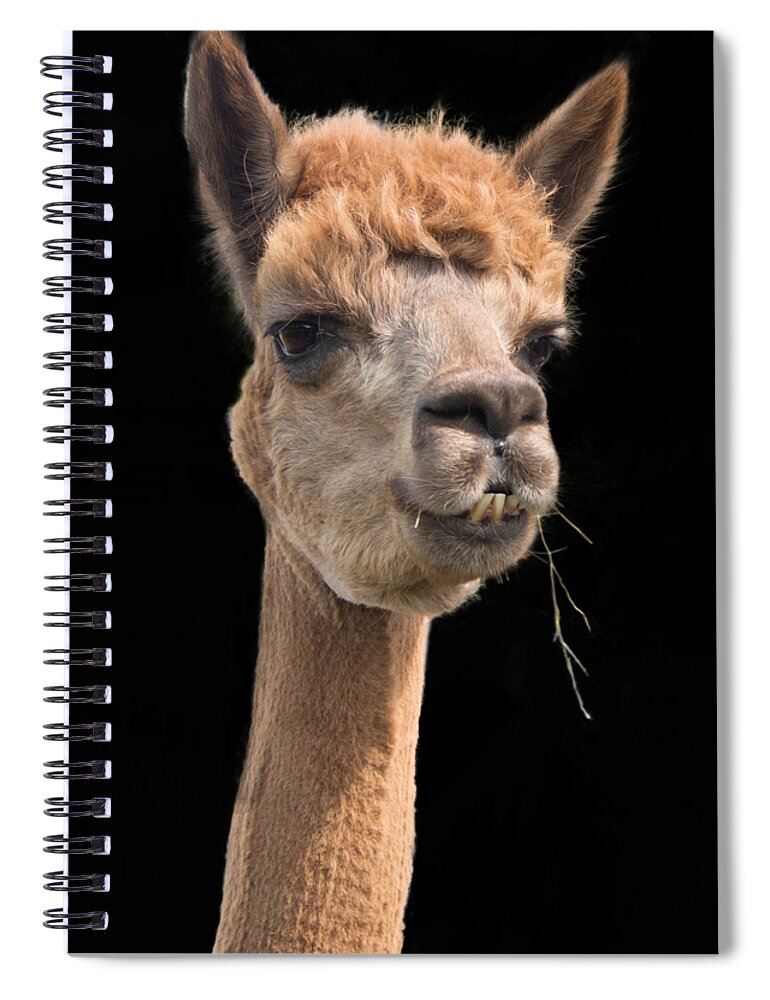 Alpaca Head Spiral Notebook featuring the photograph Alpaca Head by Jean Noren