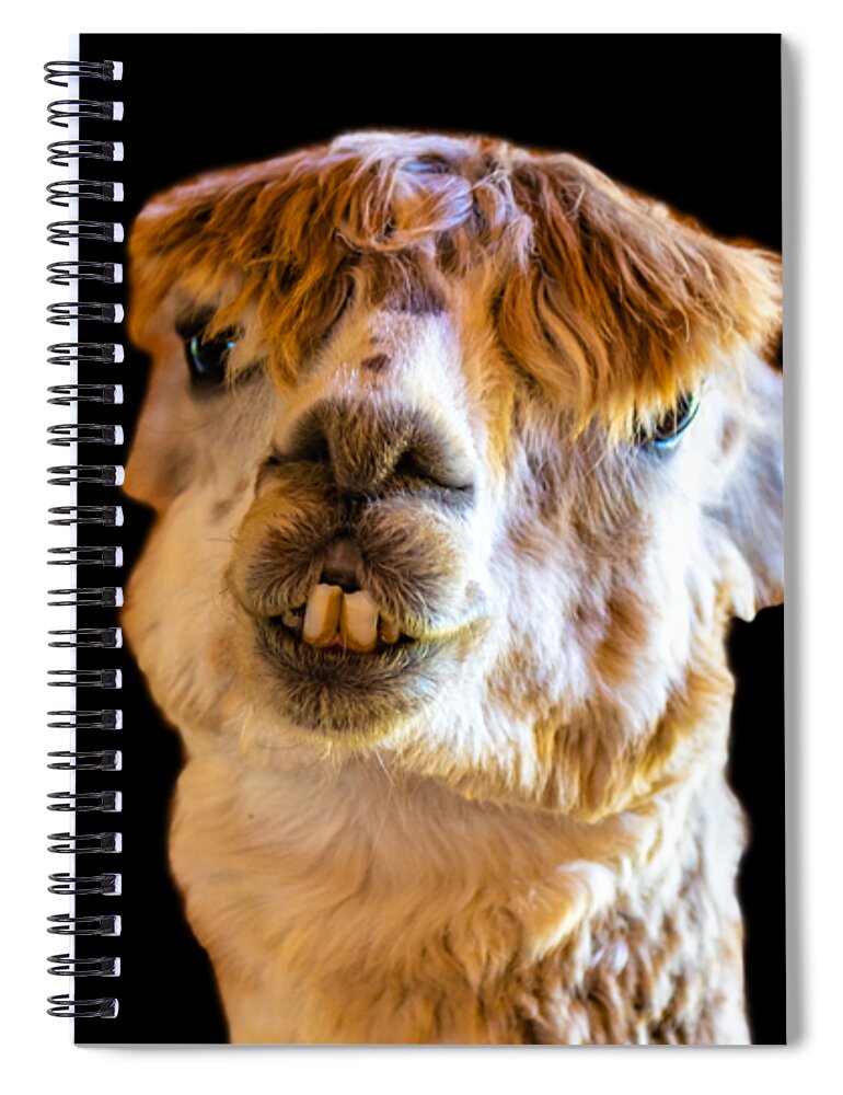 Alpaca Spiral Notebook featuring the photograph Alpaca What by Jonny D