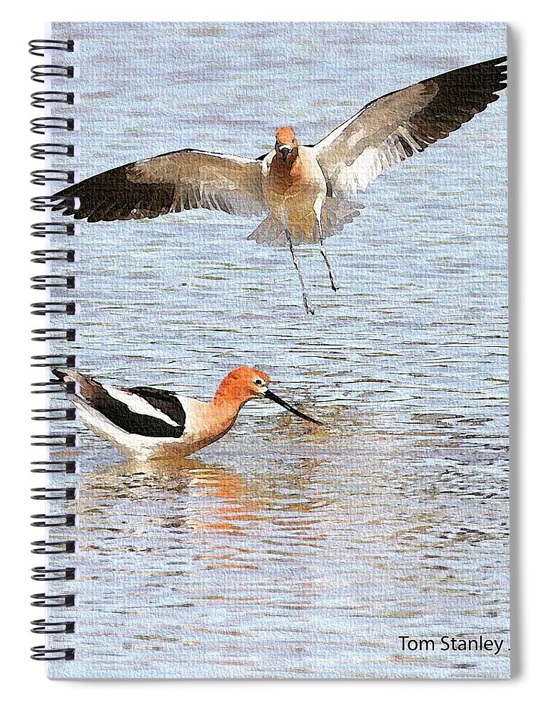 American Avocets At Gilbert Water Ranch Spiral Notebook featuring the digital art American Avocets At Gilbert Water Ranch by Tom Janca