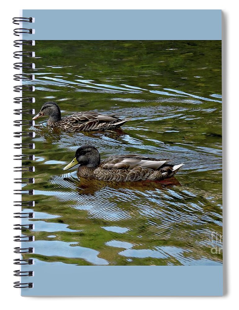 Marcia Lee Jones Spiral Notebook featuring the photograph American Black Duck by Marcia Lee Jones
