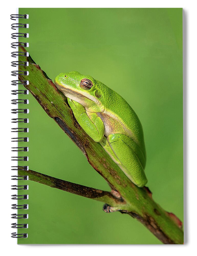 Nature Spiral Notebook featuring the photograph American Green Tree Frog DAR033 by Gerry Gantt