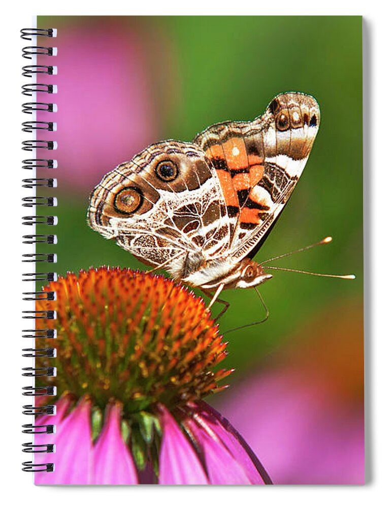 Butterfly Spiral Notebook featuring the photograph American Painted Lady Butterfly by Christina Rollo