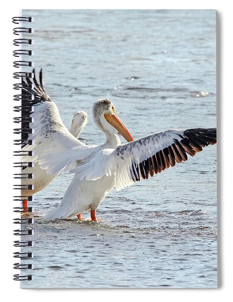 American White Pelican Spiral Notebook featuring the photograph American White Pelicans by Jennie Marie Schell