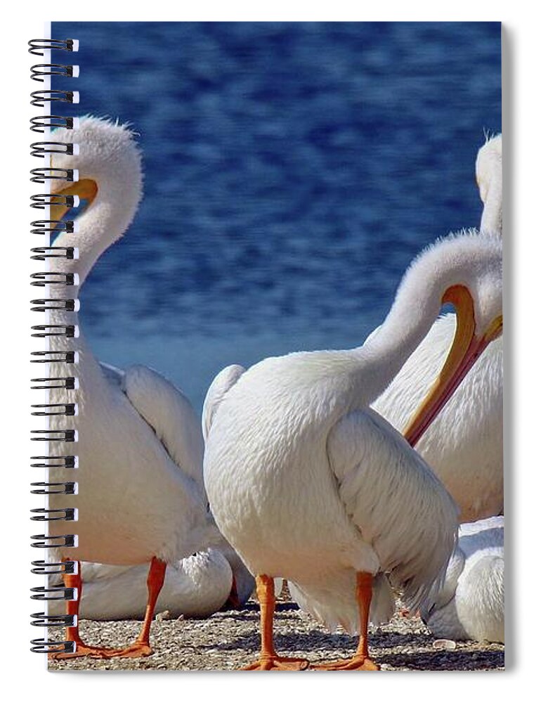 Birds Spiral Notebook featuring the photograph American White Pelicans by Susan Rydberg