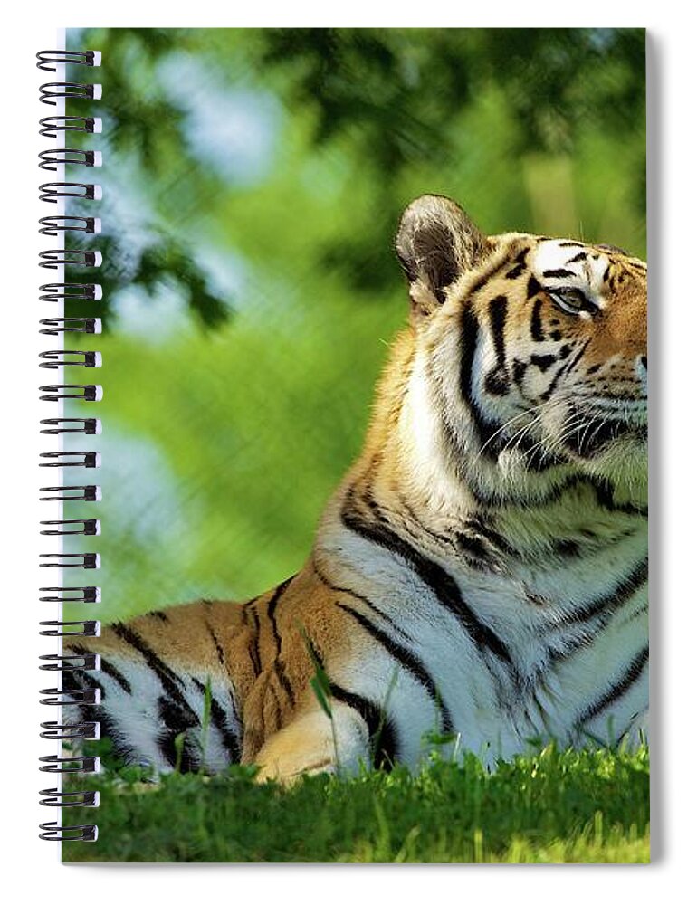 Grass Spiral Notebook featuring the photograph Amur Tiger Enjoys Warm Spring Sun by John Knight