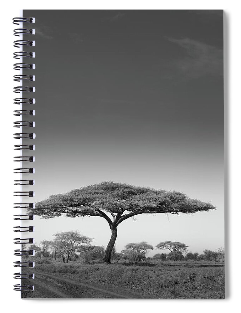 Grass Spiral Notebook featuring the photograph An Acacia Tree In Serengeti National by Mint Images - Art Wolfe