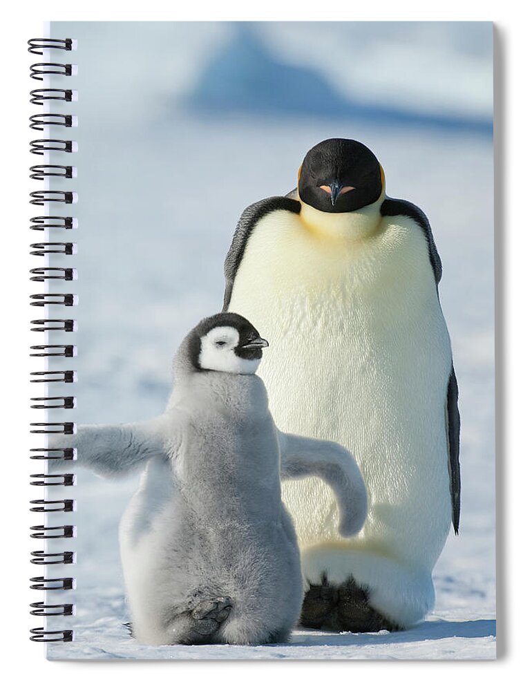 Emperor Penguin Spiral Notebook featuring the photograph An Adult Emperor Penguin And A Smaller by Mint Images - David Schultz