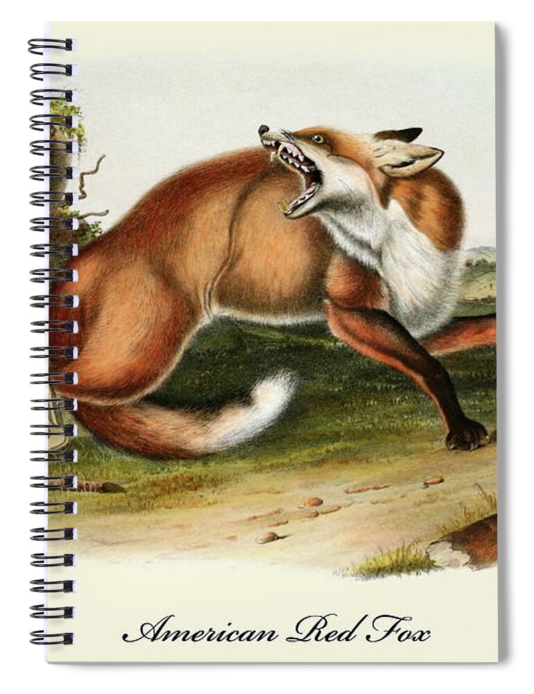 Fox Spiral Notebook featuring the painting An American Red Fox Vintage Print by John James Audubon