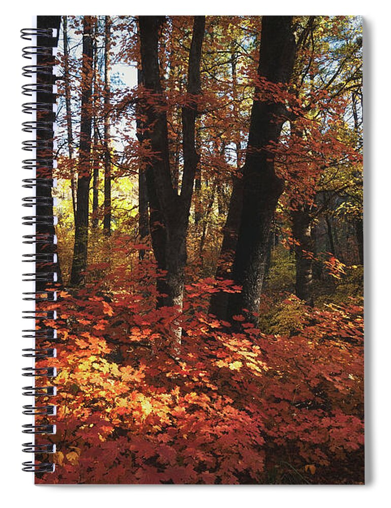 Autumn Spiral Notebook featuring the photograph An Autumn Maple Forest by Saija Lehtonen
