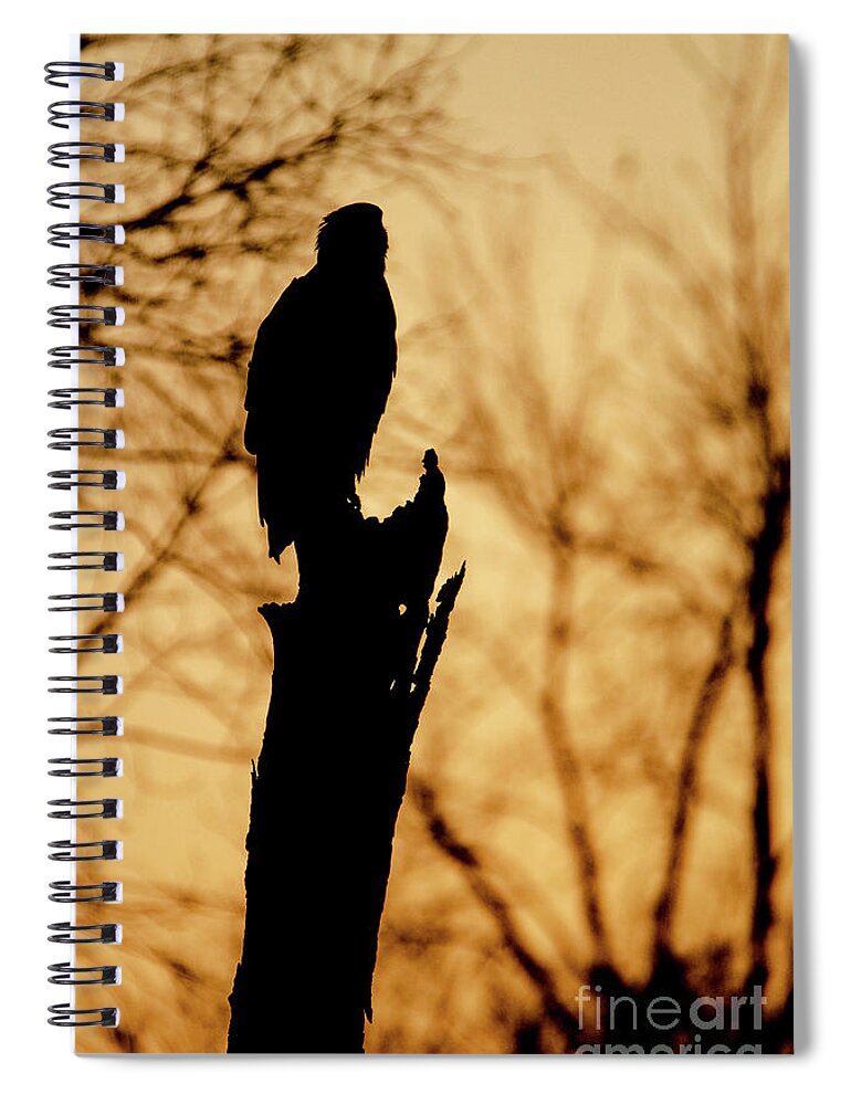 2018 Spiral Notebook featuring the photograph An Eagle Silhouette by Wild Fotos