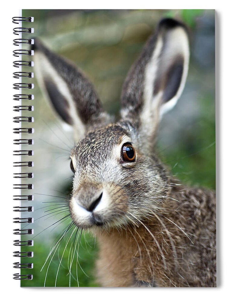 Grass Spiral Notebook featuring the photograph An Up Close Image Of A Brown Baby Hare by Kerkla