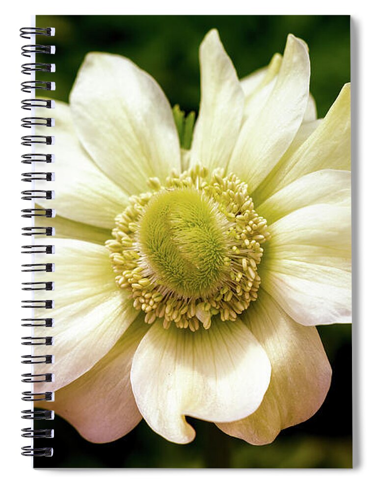 Anemone Coronaria Spiral Notebook featuring the photograph Blue Anemone by Tanya C Smith
