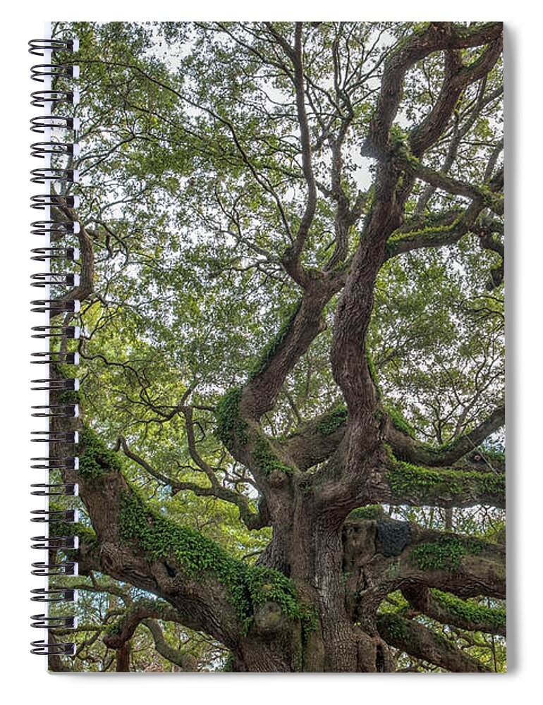 Angel Oak Tree Spiral Notebook featuring the photograph Angel Limbs - Johns Island by Dale Powell