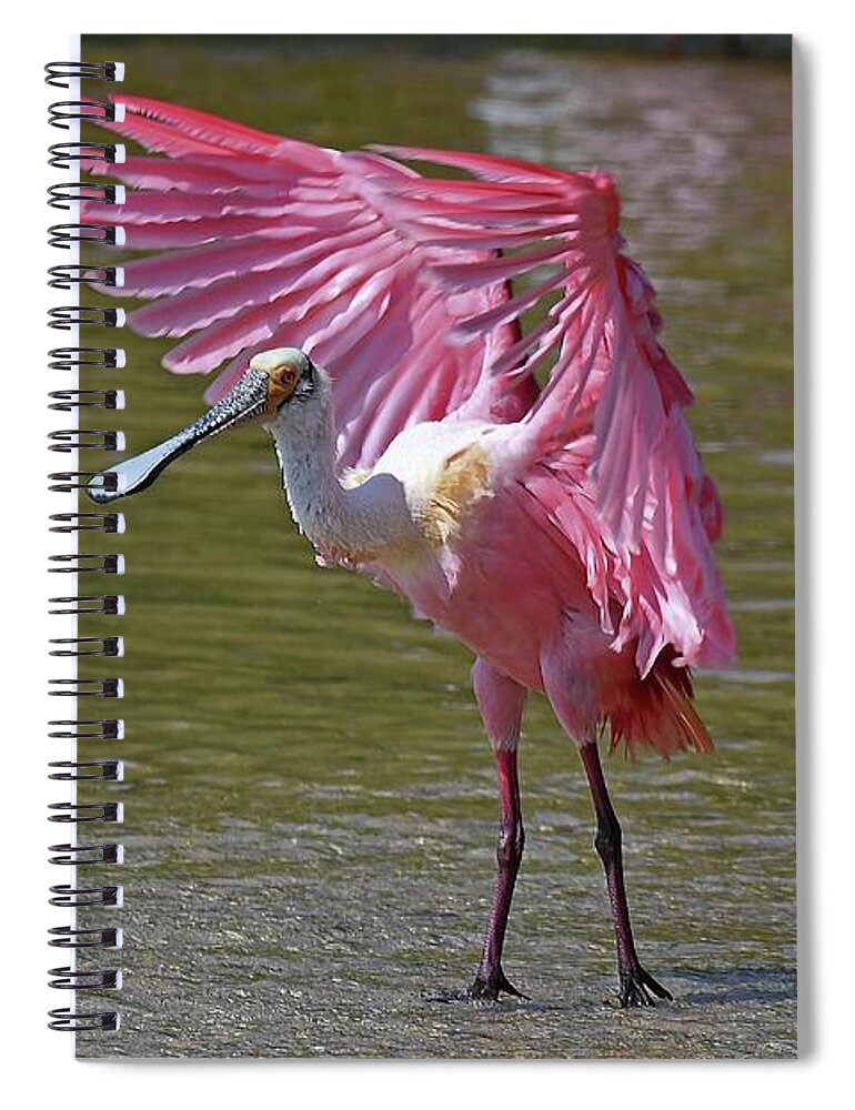 Roseate Spoonbill Spiral Notebook featuring the photograph angel wins Spoonbill by Liz Grindstaff