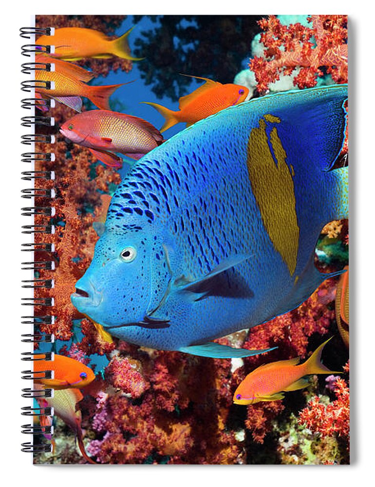 Underwater Spiral Notebook featuring the photograph Angelfish And Lyretail Anthias by Georgette Douwma