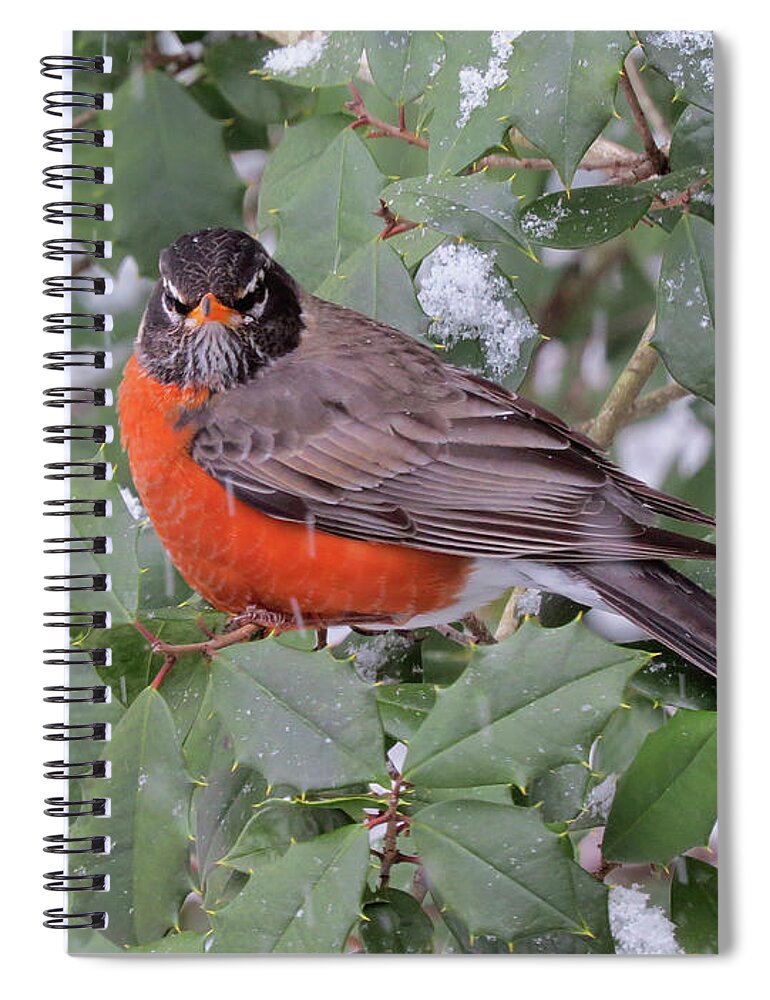 Robin Spiral Notebook featuring the photograph Angry Robin in the Snow by Linda Stern