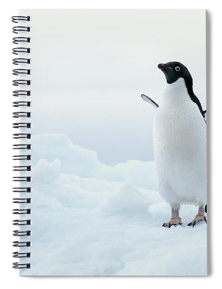 Iceberg Spiral Notebook featuring the photograph Antarctica, Adelie Penguin Pygoscelis by Joseph Van Os