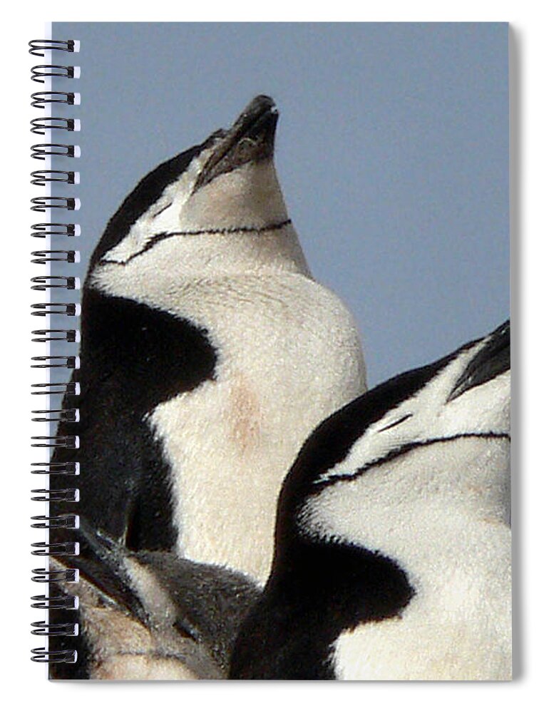 Snow Spiral Notebook featuring the photograph Antarctica Half Moon Bay Chinstrap by Photo, David Curtis