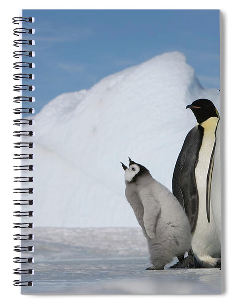 Scenics Spiral Notebook featuring the photograph Antarctica, Snow Hill Island, Two by Paul Souders