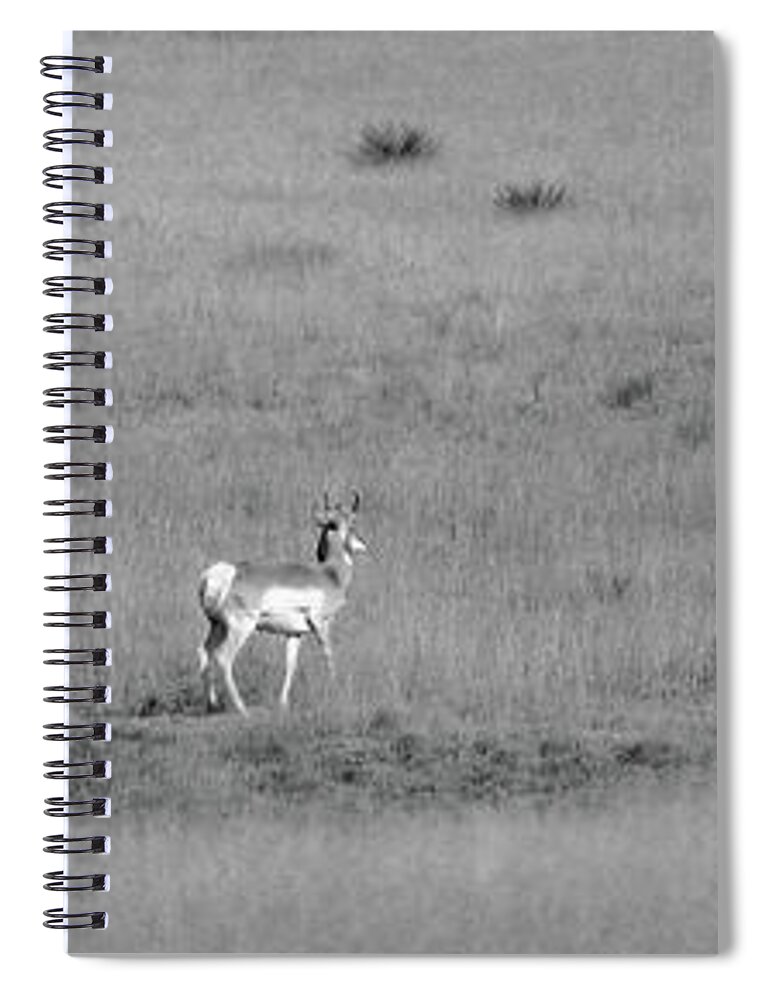 Richard E. Porter Spiral Notebook featuring the photograph Antelope - Hwy. 207, Texas Panhandle by Richard Porter