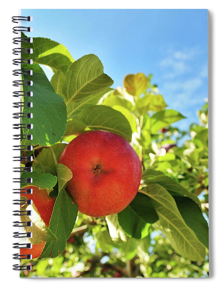 Environmental Conservation Spiral Notebook featuring the photograph Apple Orchard With Apples On Branches by Morganlefaye