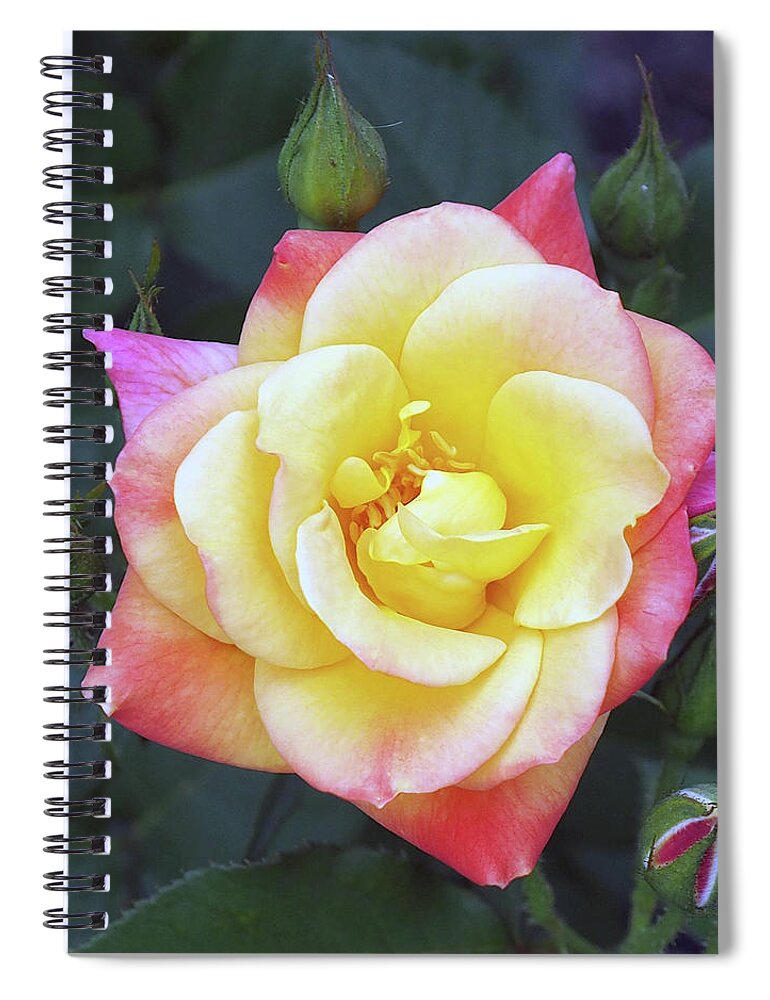 Pink Spiral Notebook featuring the photograph April Flowers 5 by C Winslow Shafer