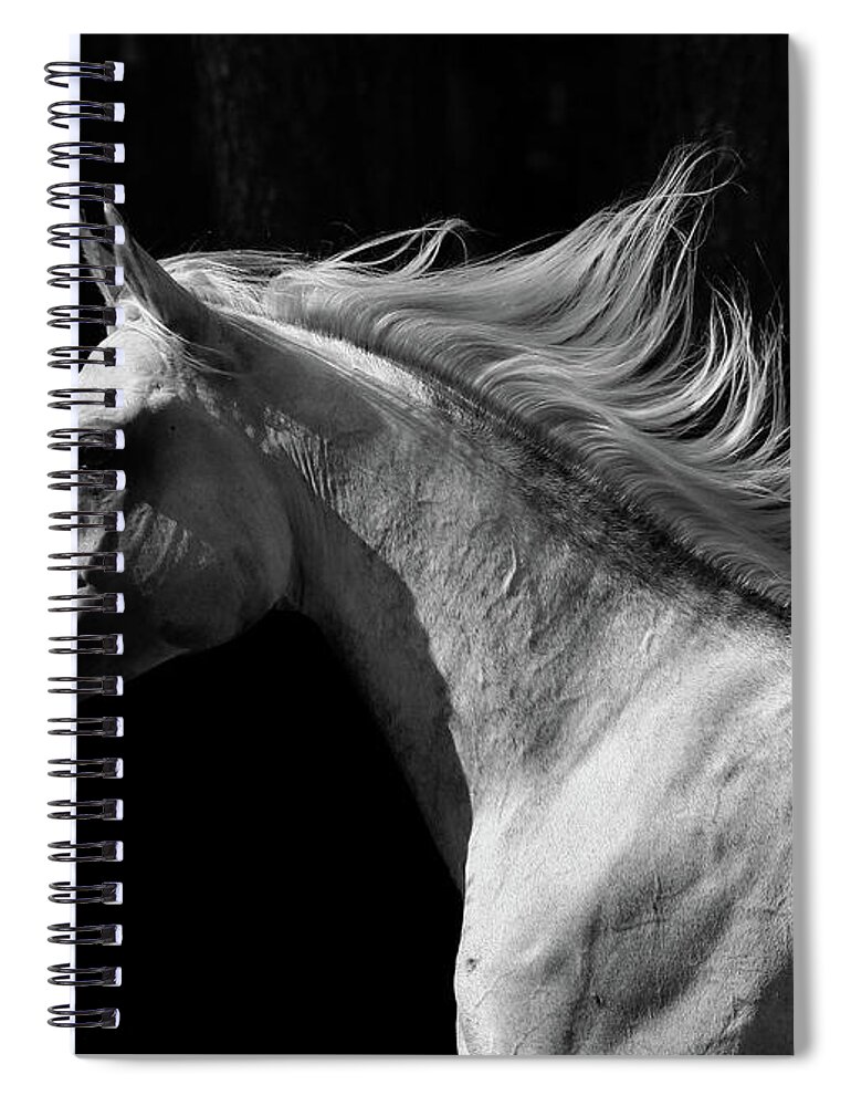 Horse Spiral Notebook featuring the photograph Arab Stallion by Photographs By Maria Itina
