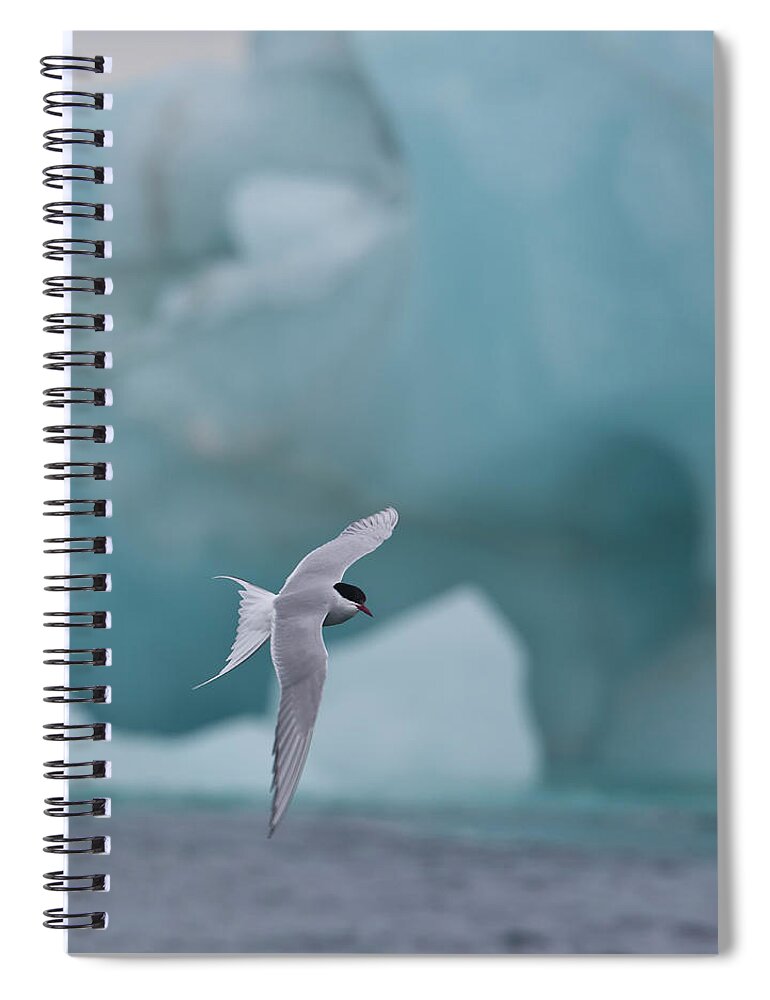 Iceberg Spiral Notebook featuring the photograph Arctic Tern In Flight Backdrop Iceberg by Darrell Gulin