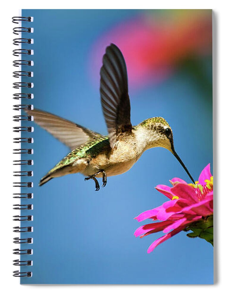 Hummingbird Spiral Notebook featuring the photograph Art of Hummingbird Flight by Christina Rollo