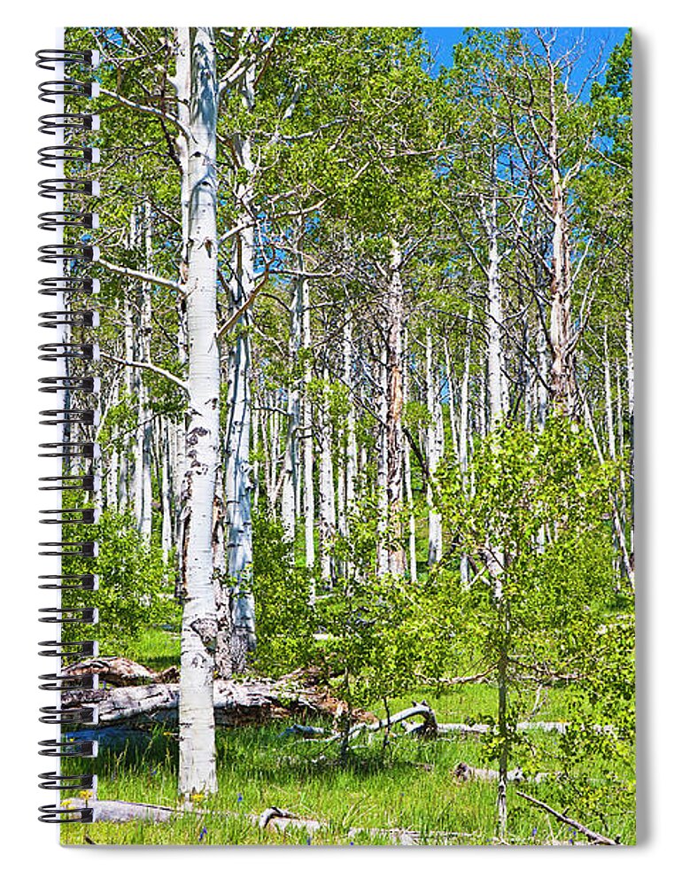Scenics Spiral Notebook featuring the photograph Aspen Grove by Philip Nealey