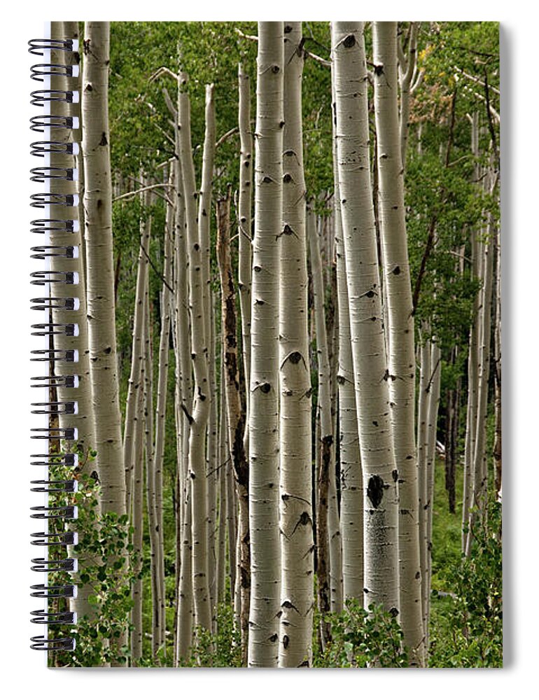 Scenics Spiral Notebook featuring the photograph Aspen by Ryan Smith - Www.dirtproof.co.uk