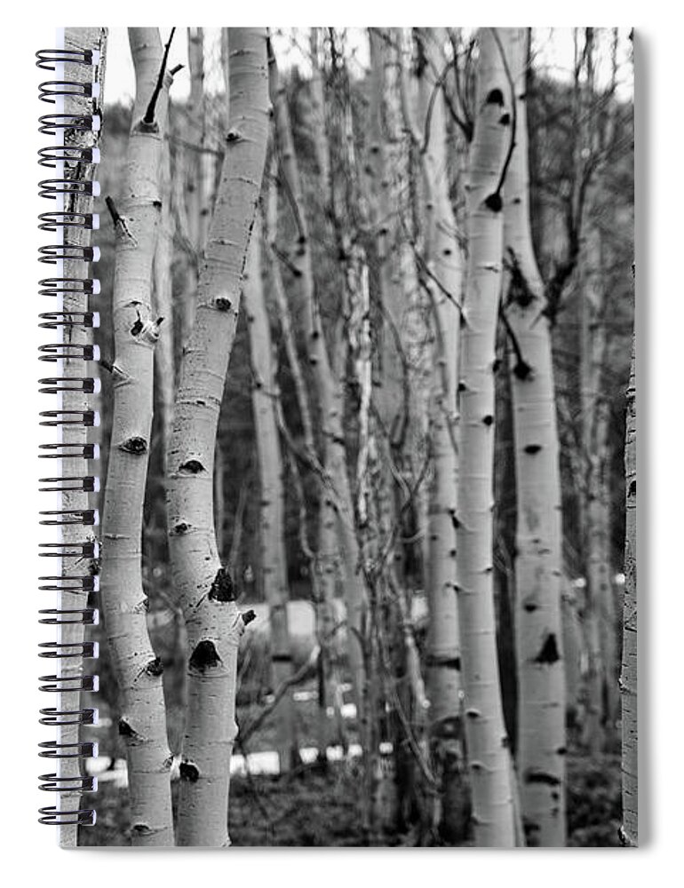 Colorado Spiral Notebook featuring the photograph Aspen Trees by Dmdcreative Photography