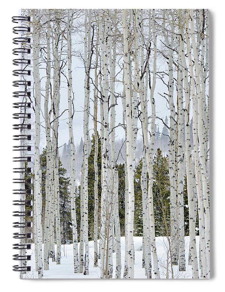 Scenics Spiral Notebook featuring the photograph Aspens In Winter by Adventure photo