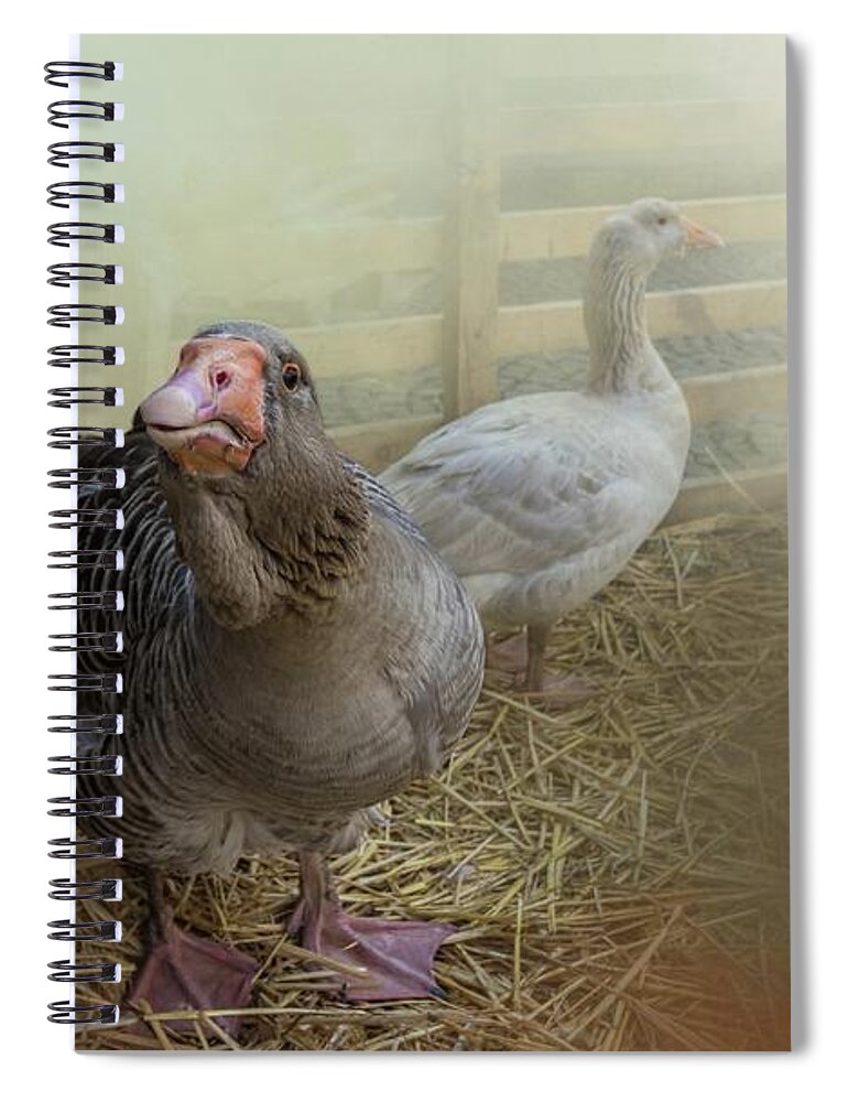 Toulouse Geese Spiral Notebook featuring the photograph At the Farm by Eva Lechner