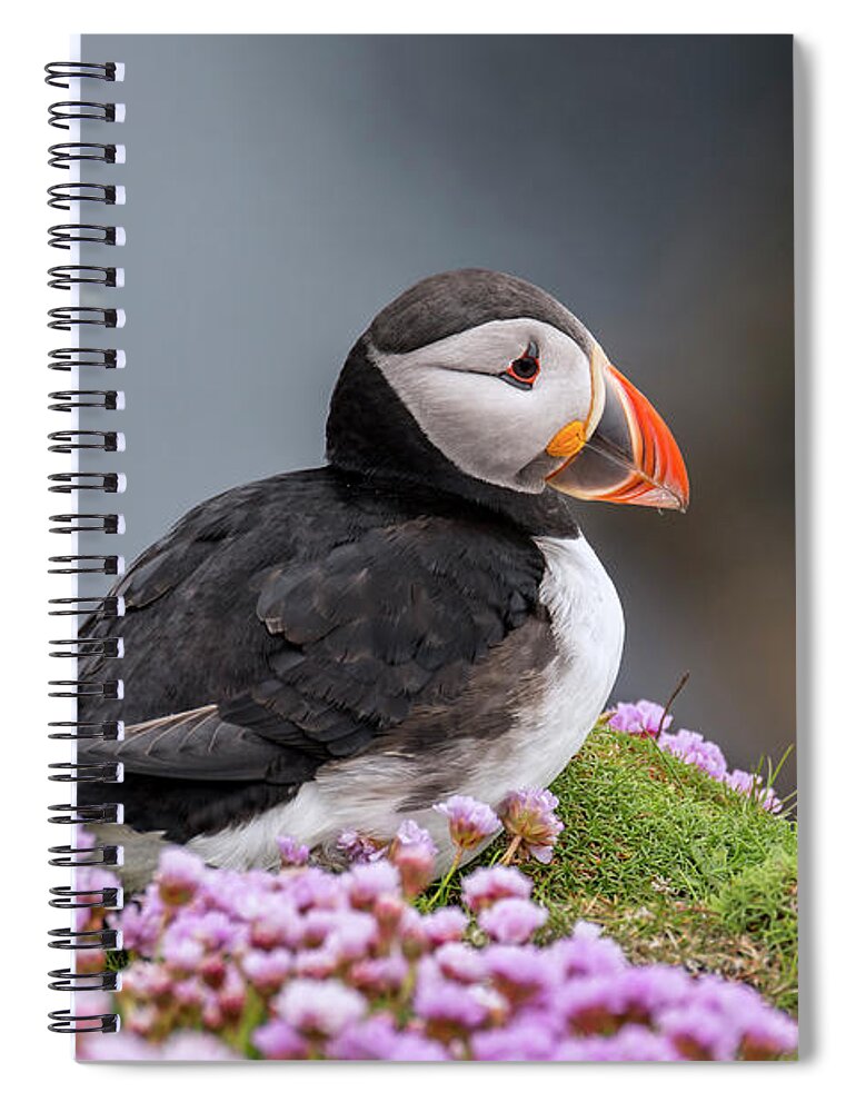 Atlantic Puffin Spiral Notebook featuring the photograph Atlantic Puffin and Soaring Gannets by Arterra Picture Library