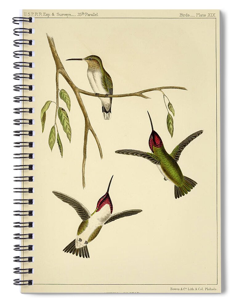 Birds Spiral Notebook featuring the mixed media Atthis Costae by Bowen and Co lith and col Phila