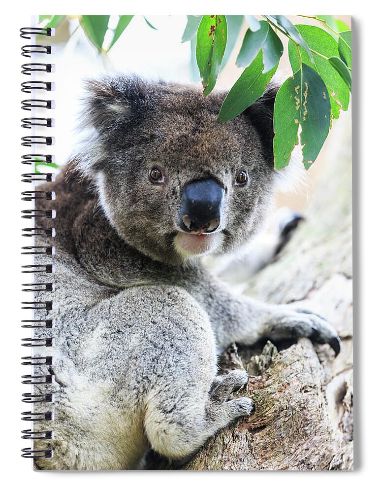 Estock Spiral Notebook featuring the digital art Australia, Victoria, Oceania, Great Ocean Road, Koala On A Tree In The Otway Park by Maurizio Rellini