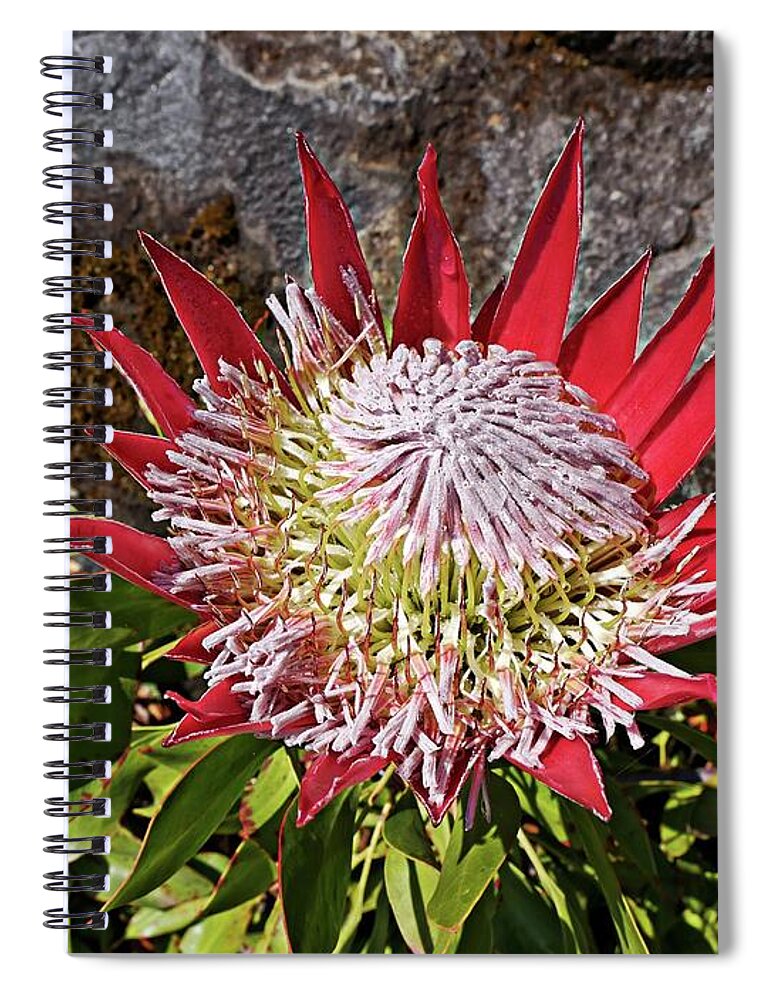 Flower Spiral Notebook featuring the photograph Australian flower close up by Martin Smith