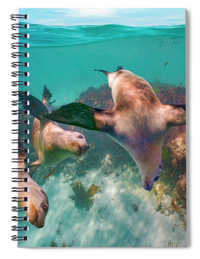 00586400 Spiral Notebook featuring the photograph Australian Sea Lion Trio, Coral Coast, Australia by Tim Fitzharris