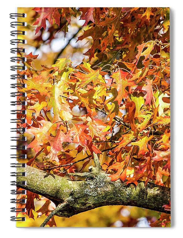 Autumn Spiral Notebook featuring the photograph Autumn Color Festival by Frans Blok