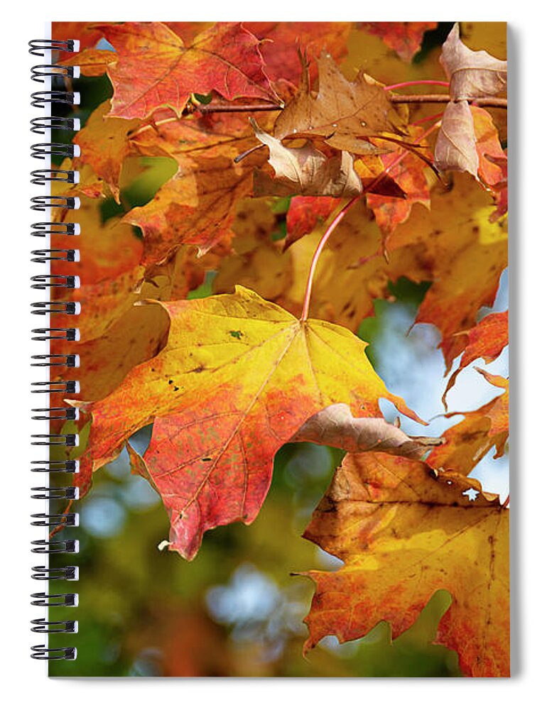 Ontario Spiral Notebook featuring the photograph Autumn Colour by Lenore Locken