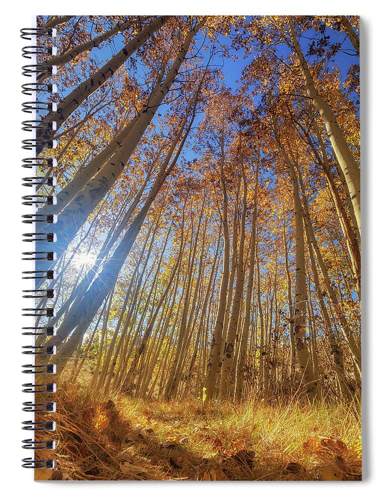 Fall Colors Spiral Notebook featuring the photograph Autumn Giants by Tassanee Angiolillo