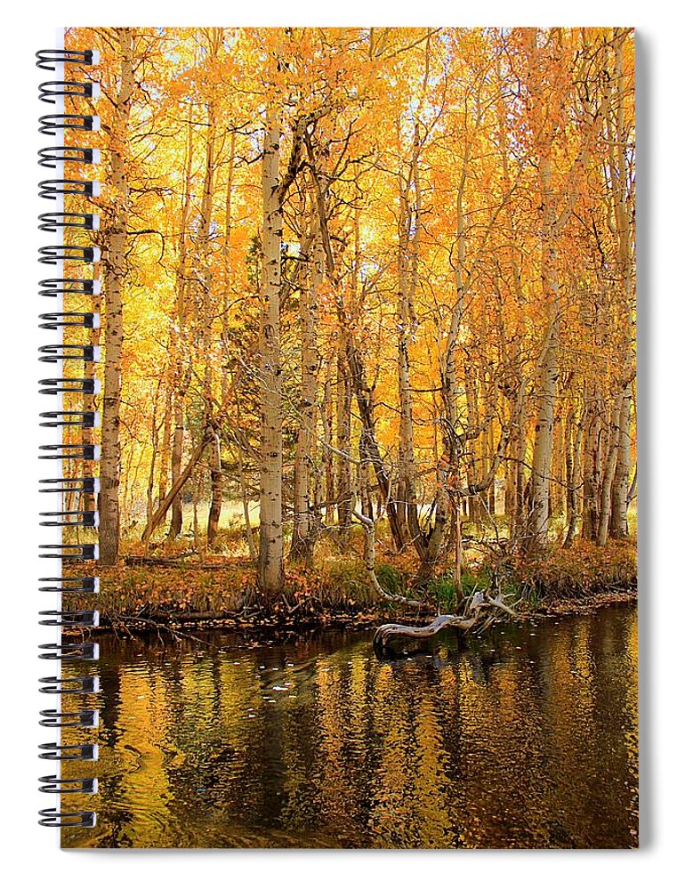 Autumn Spiral Notebook featuring the photograph Autumn Gold Rush by Sean Sarsfield